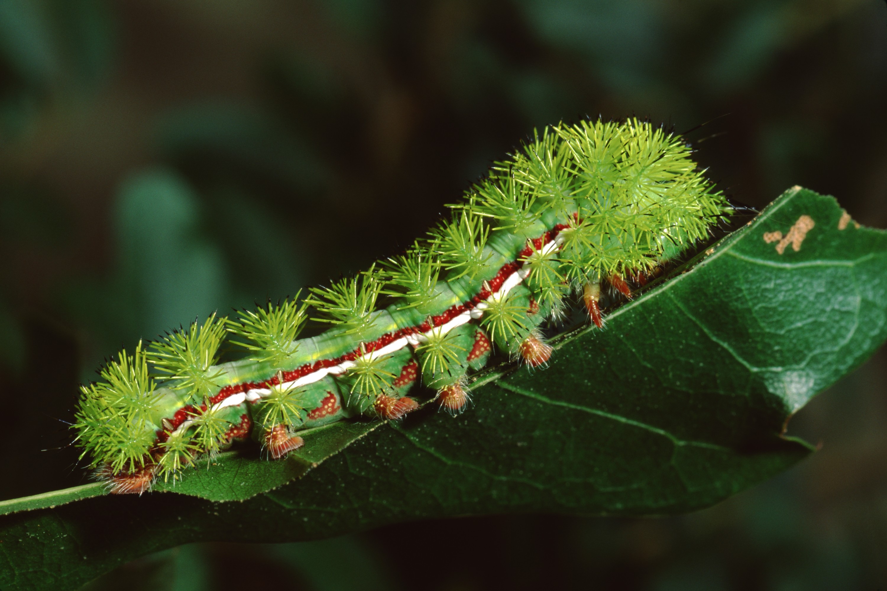 Buck Moth Caterpillar Sting