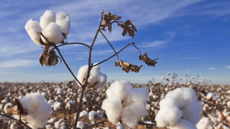 cotton in field