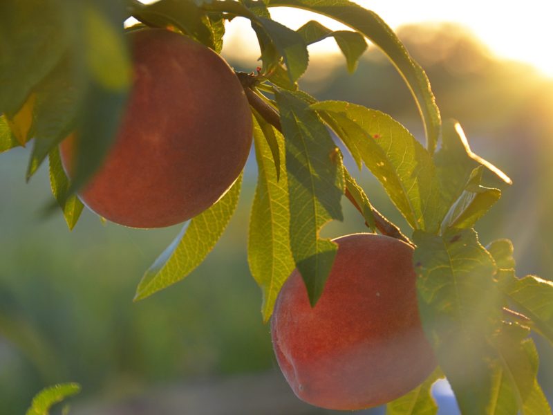 Two peaches ripening on a tree branch
