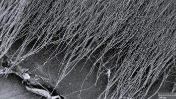A zoomed-in view of the nanofibers that are used to make the antioxidant mats.