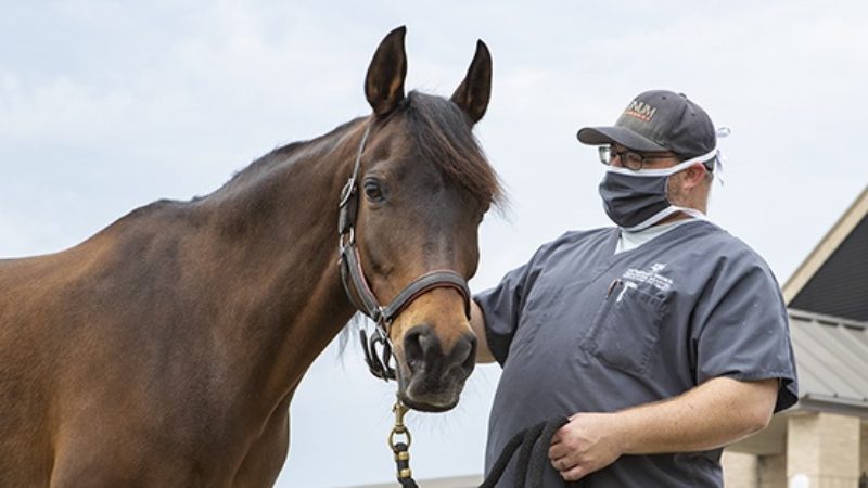 vet tech wearing face mask holding reigns of horse