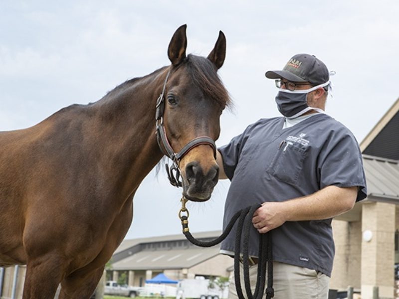 vet tech wearing face mask holding reigns of horse