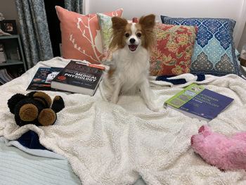 small dog on bed surrounded by books