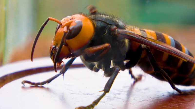 close up of asian giant hornet