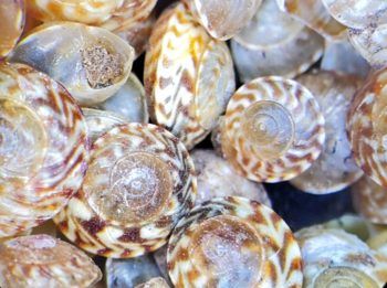 close up image of snails