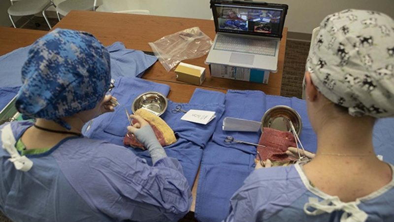 Texas A&M veterinary students practice stitching on synthetic models as their professor watches via Zoom.