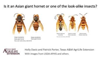comparison graphic with photos of cicada killers and asian giant hornets
