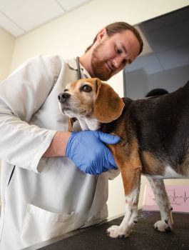 a man in a white coat and gloves holds dog, which is standing on an exam table