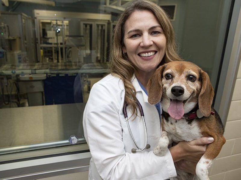 dr ashley saunders holding a beagle