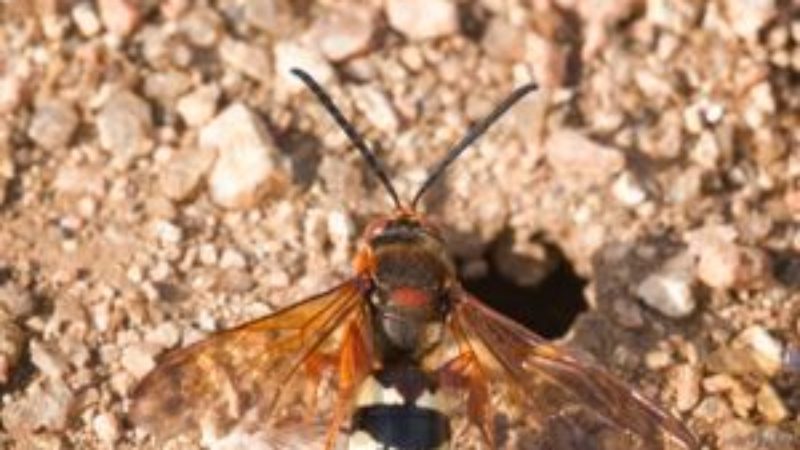 A cicada killer wasp and burrow.