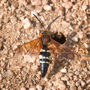 A cicada killer wasp and burrow.