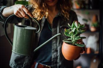 woman watering succulents with watering can