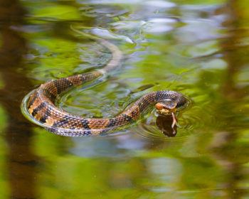 Cottonmouth snake swimming across water