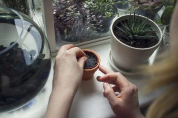 Over shoulder view of womans hand tending potted plant on windowsill