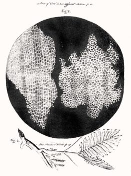 Hooke’s famous etching of the tiny magnified cells he saw in a piece of cork.