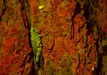 green grasshopper standing in contrast against red tree bark