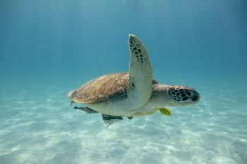 Sea turtle in the tropical seas