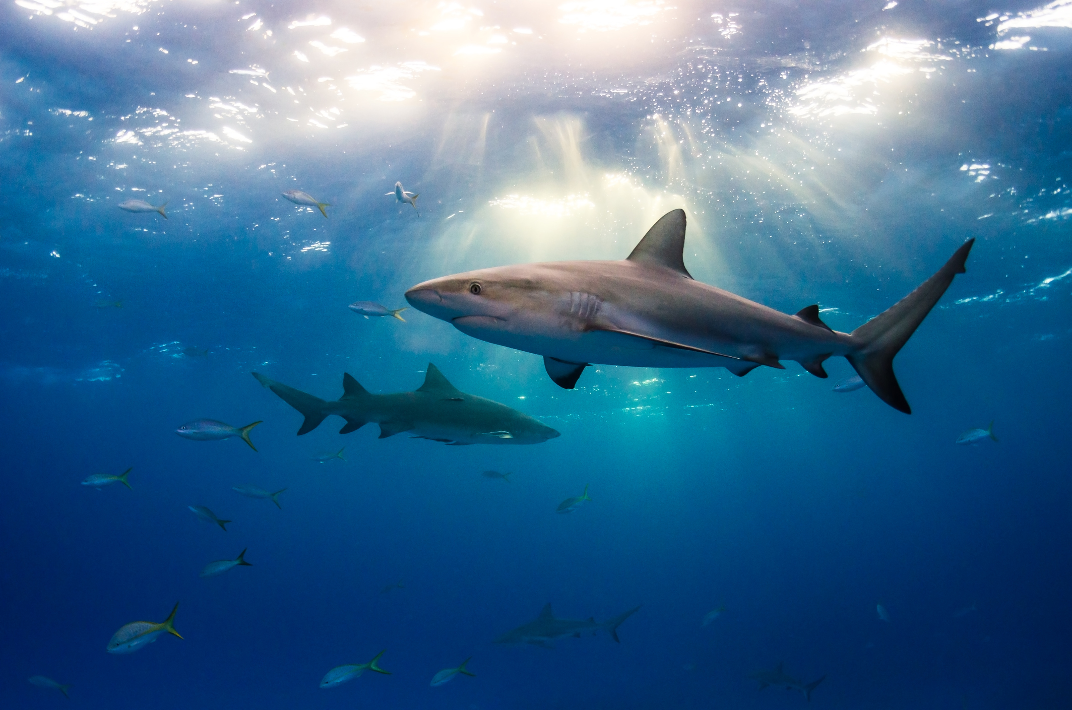Study Shows Alarming Decline In Shark Numbers Around The World - Texas A&M  Today
