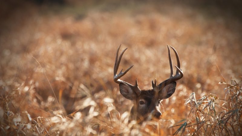 Large whitetail buck deer hidden in a deep patch of prairie grass.