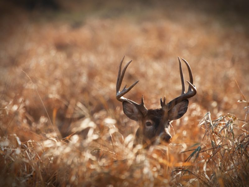Large whitetail buck deer hidden in a deep patch of prairie grass.