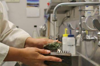 Texas A&M University at Galveston Seafood Safety Lab Manager Mona Hochman cleans an oyster before testing it for certain bacteria.