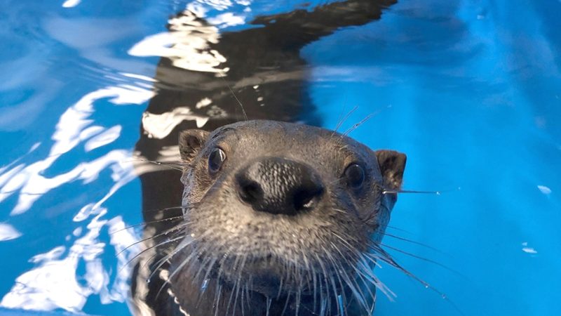 a photo of Fisher the otter swimming