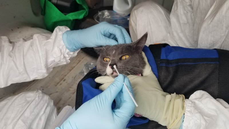 nasal swab taken from a gray cat