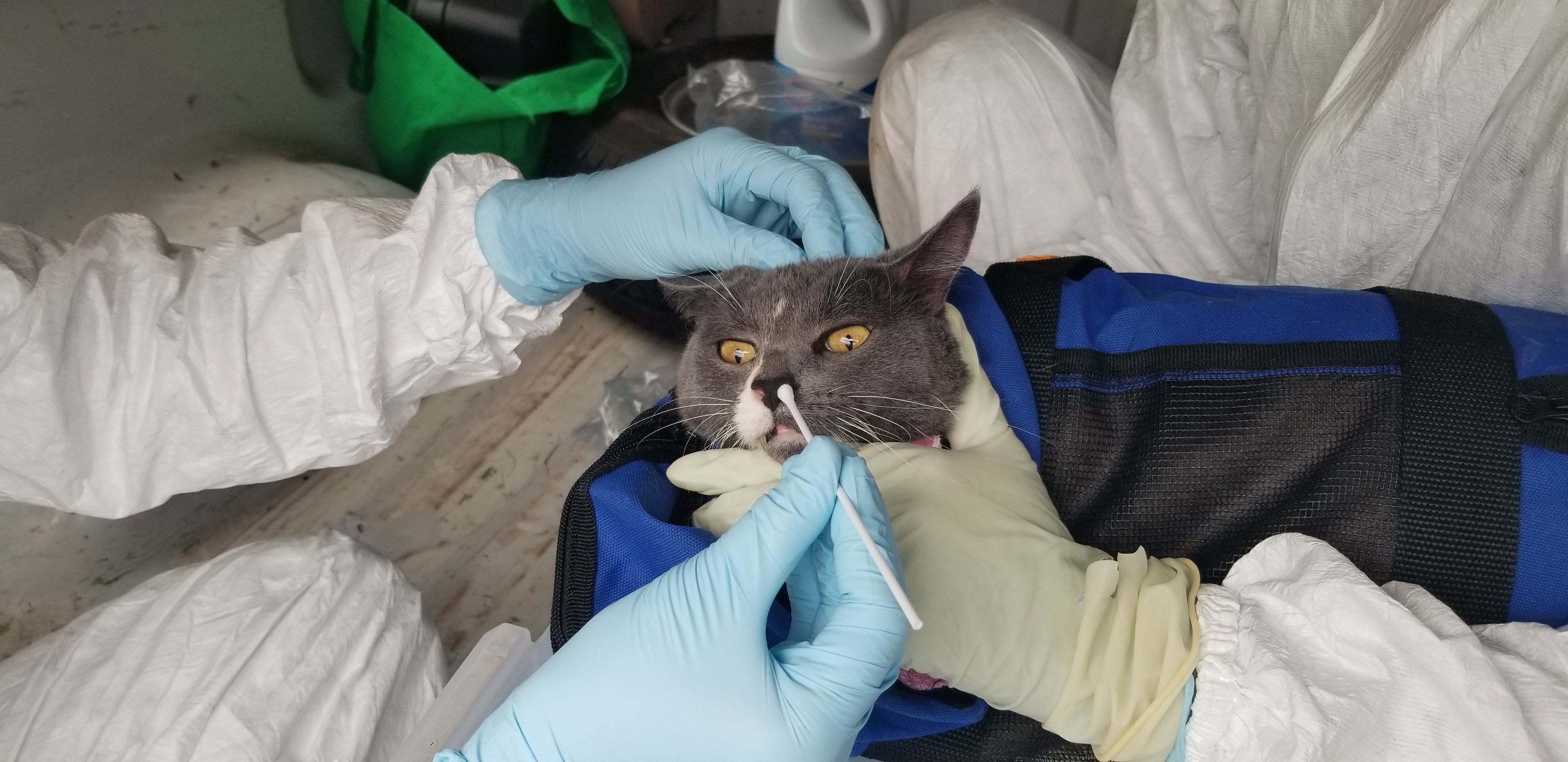 Texas A&M Research Project Identifies First COVID19 Positive Cats In