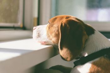 Beagle resting chin on windowsill while looking out a window