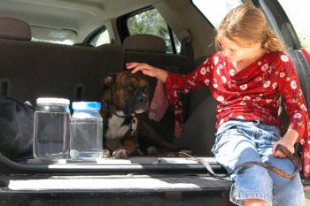 a young girl sits in the back of a vehicle petting a dog