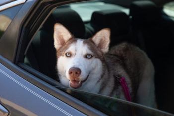 a husky sstands in the backseat of a car looking out the window