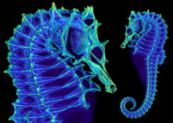 a 3d scan of a seahorse