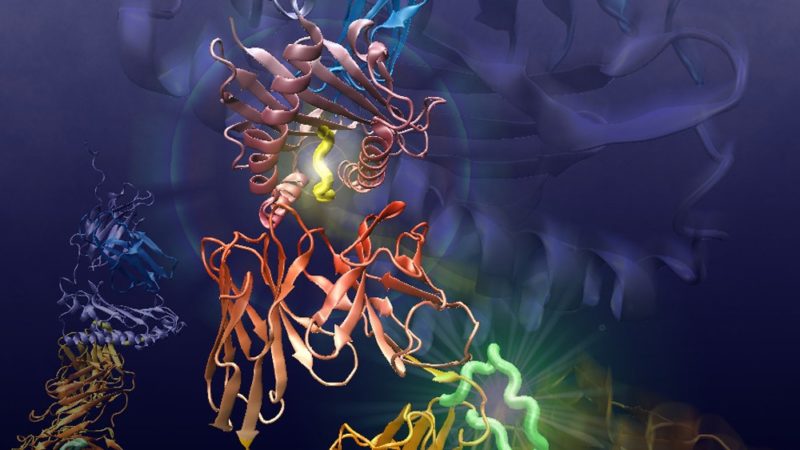 illustration of t-cell receptor and antigen
