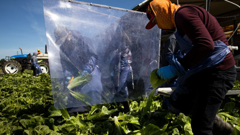 Farm laborers harvest romaine lettuce on a machine with heavy plastic dividers that separate workers from each other