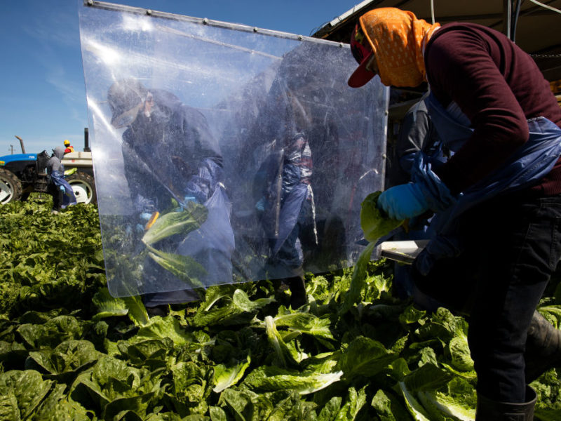 Farm laborers harvest romaine lettuce on a machine with heavy plastic dividers that separate workers from each other