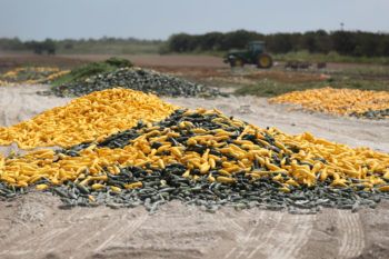 piles of squash and zucchini in a field with tractor in background