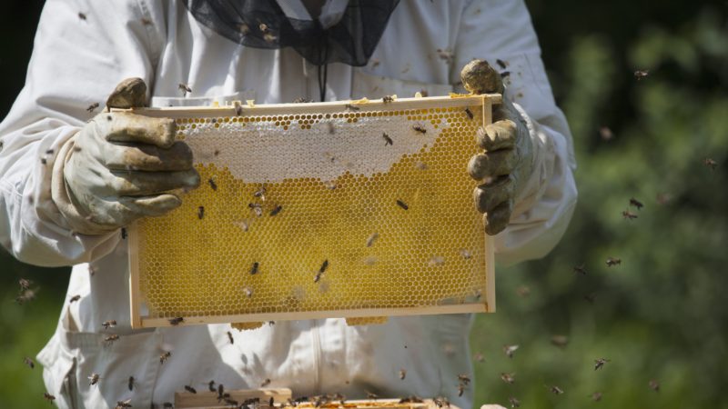 beekeeper with honey bees on honeycomb