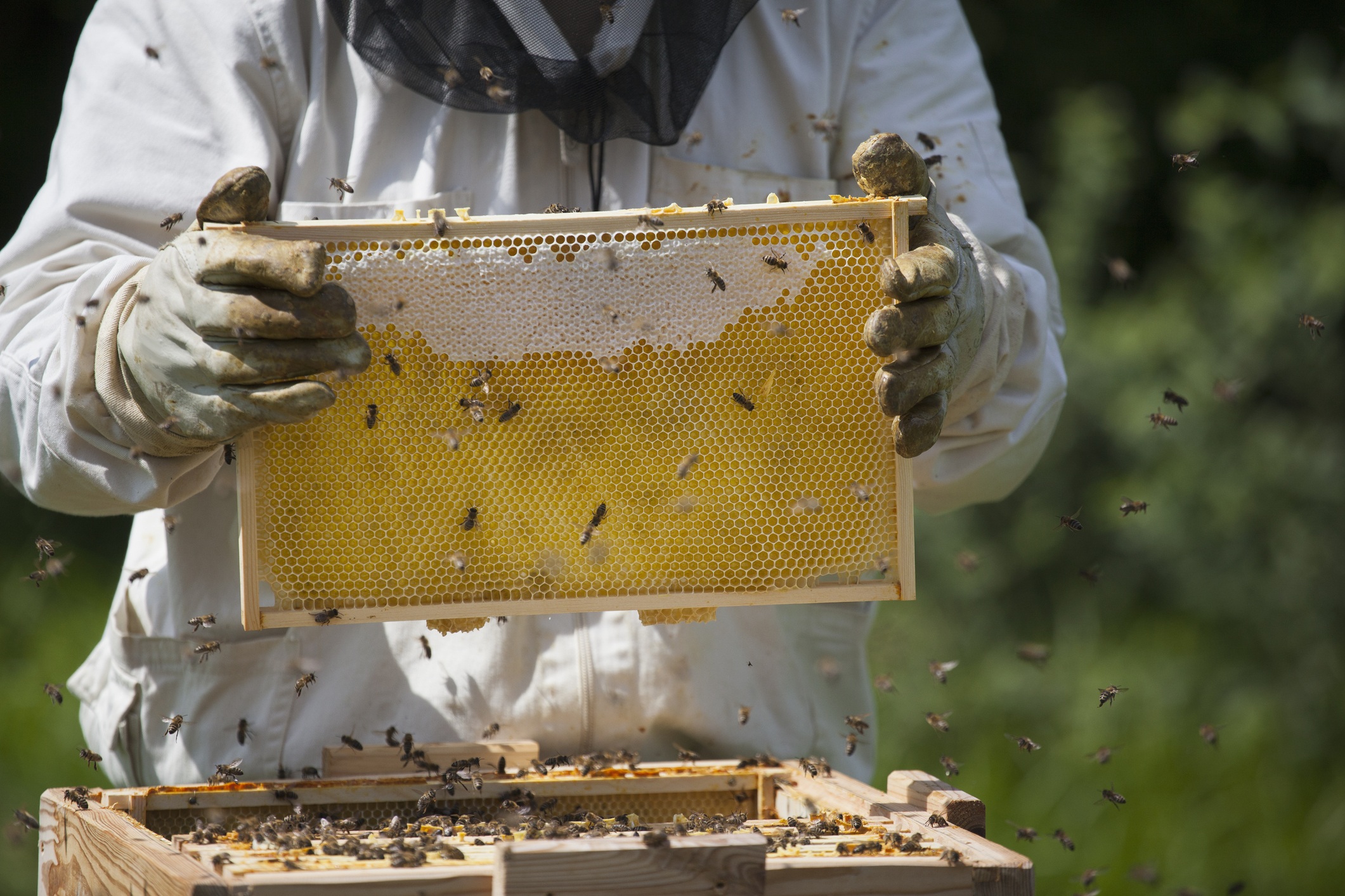 Honey Bee Nutrition Might Be Key To Healthy Colonies Texas A M Today