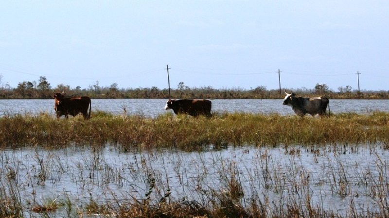 stranded cattle in a flooded field