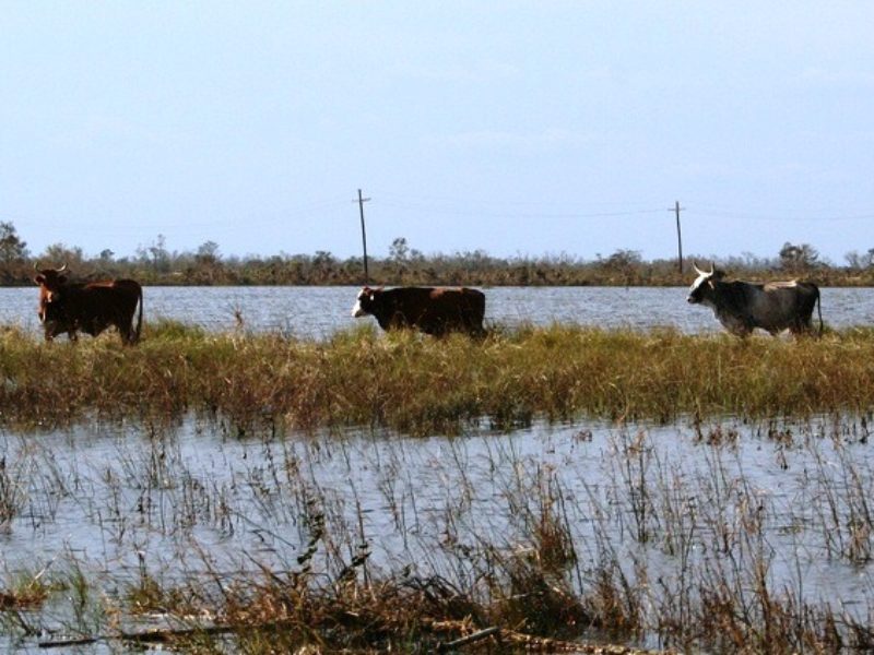 stranded cattle in a flooded field