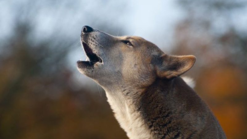 close up of dog with mouth open howling