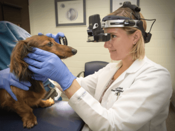 vet wearing equipment on head looks into the eyes of a small dog