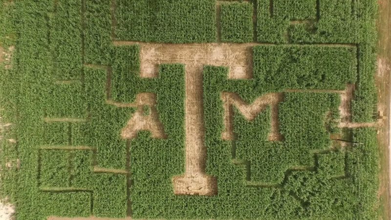 aerial view of corn maze with a&m logo
