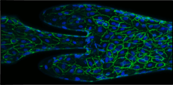 microscopic image of vascular cells