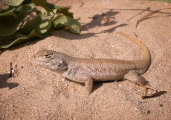 photo of lizard in sand
