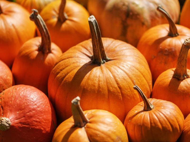 Different kind of pumpkins closeup.