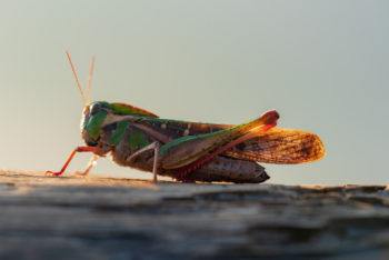 close up photo of grasshopper
