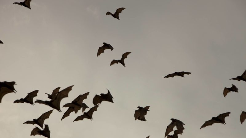 bats in flight against evening sky