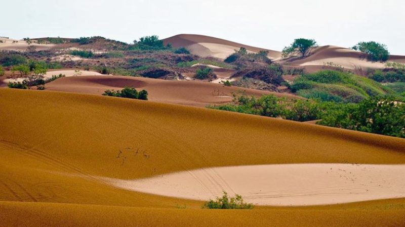 A bowl-shaped compression can be seen in the shinnery oak sand dune ecosystem after a rain.