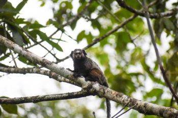 a photo of a marmoset